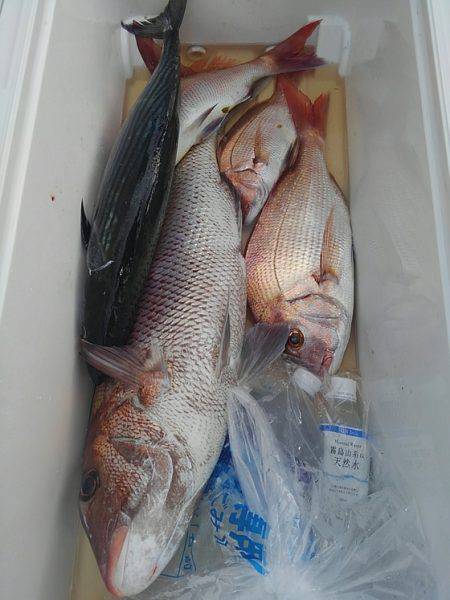 遊漁船 新鋭丸 釣果