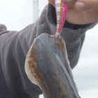 フィッシング太陽 釣果