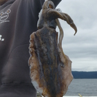 フィッシング太陽 釣果