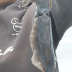 フィッシング太陽 釣果