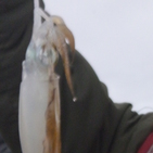 フィッシング太陽 釣果