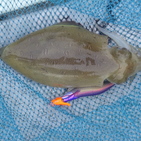 フィッシング太陽 釣果