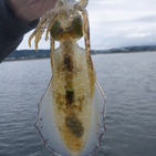 フィッシング太陽 釣果