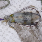 フィッシング太陽 釣果