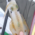 フィッシング太陽 釣果