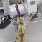 フィッシング太陽 釣果