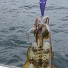 フィッシング太陽 釣果