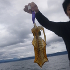 フィッシング太陽 釣果