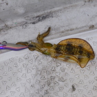 フィッシング太陽 釣果