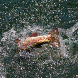 小菅トラウトガーデン 釣果