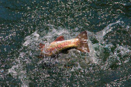 小菅トラウトガーデン 釣果