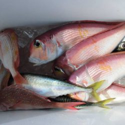 大進丸(新潟) 釣果