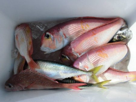 大進丸（新潟） 釣果