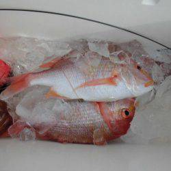 大進丸(新潟) 釣果