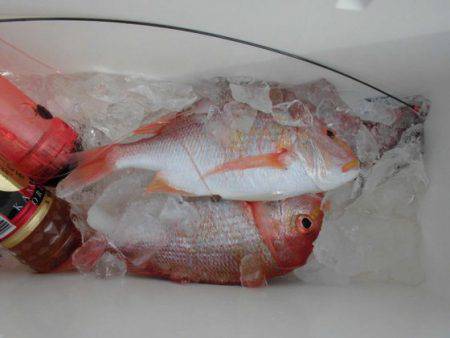 大進丸(新潟) 釣果