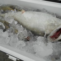 こうゆう丸 釣果