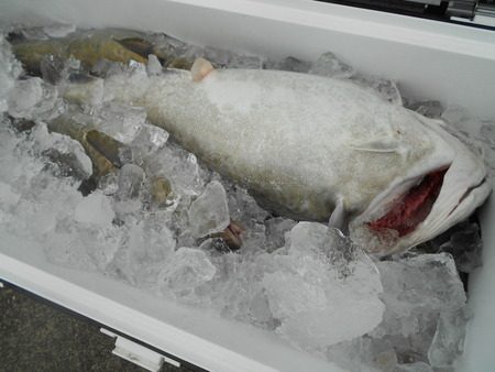 こうゆう丸 釣果