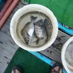 勝丸渡船 釣果