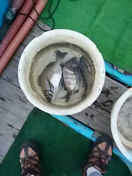 勝丸渡船 釣果