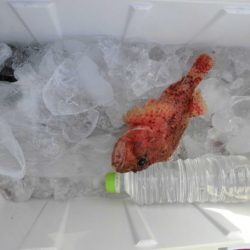 大進丸(新潟) 釣果