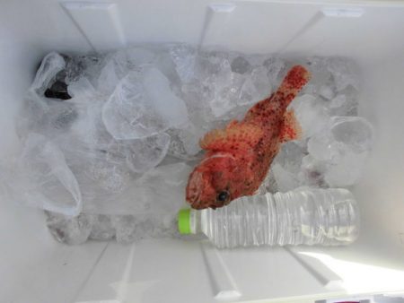 大進丸(新潟) 釣果