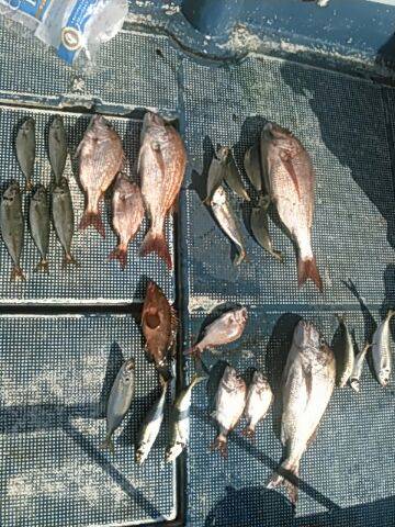 フィッシングガイド りょう 釣果