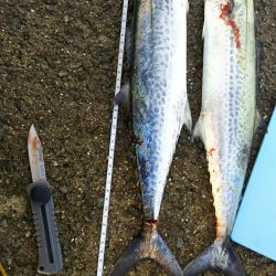 武庫一本日は５番が・・・