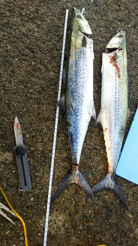 武庫一本日は５番が・・・