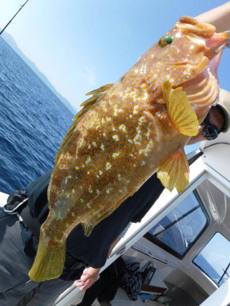 BlueNote Fishing Taxi 釣果