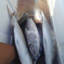 遊漁船 新鋭丸 釣果