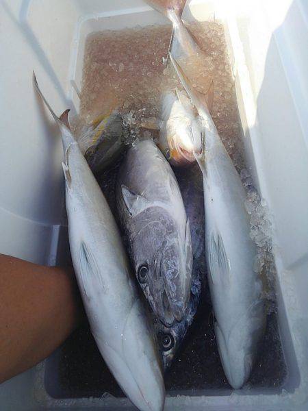 遊漁船 新鋭丸 釣果