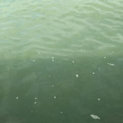 台風後の武庫一調査結果は