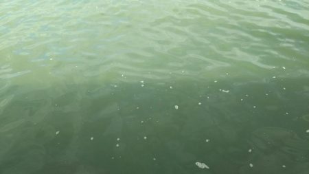 台風後の武庫一調査結果は