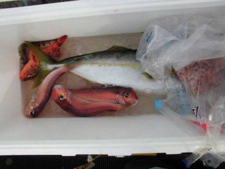 大進丸(新潟) 釣果