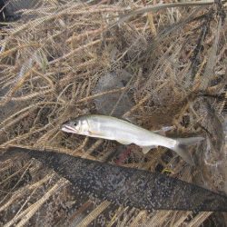 狩野川(狩野川漁業協同組合) 釣果