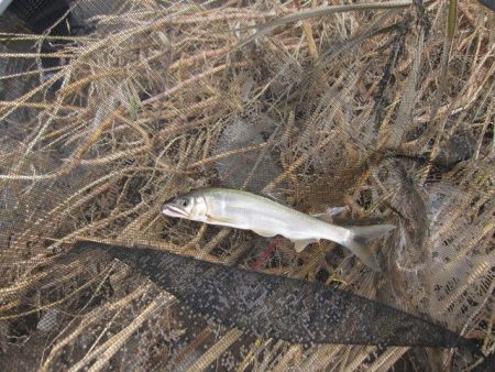 狩野川(狩野川漁業協同組合) 釣果