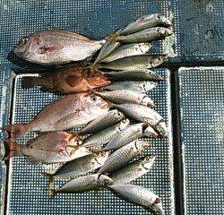 フィッシングガイド りょう 釣果