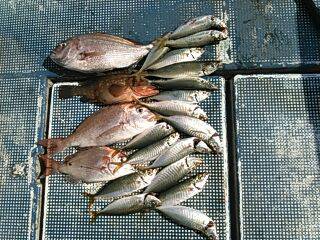 フィッシングガイド りょう 釣果