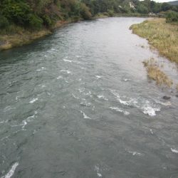 狩野川(狩野川漁業協同組合) 釣果