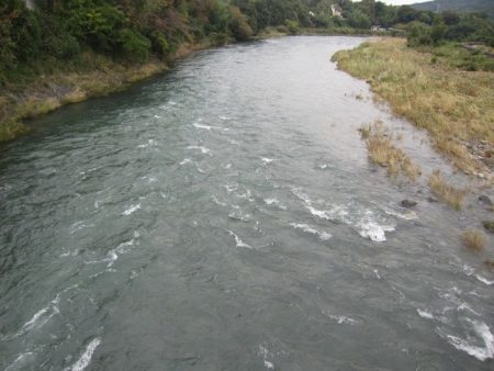 狩野川(狩野川漁業協同組合) 釣果