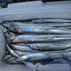 遊漁船 幸友丸 釣果