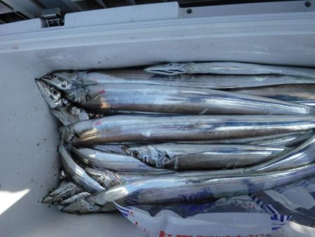 遊漁船 幸友丸 釣果