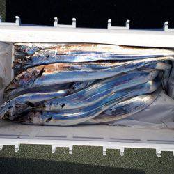 釣り船くわだ 釣果