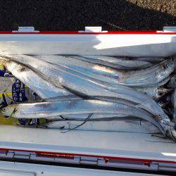 釣り船くわだ 釣果