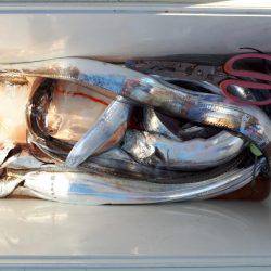 釣り船くわだ 釣果