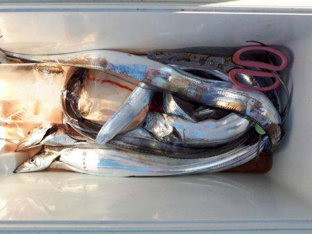 釣り船くわだ 釣果