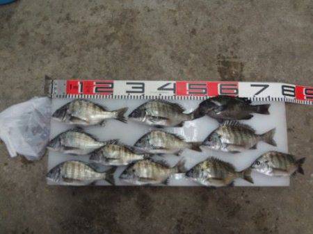 のとじま臨海公園海づりセンター 釣果