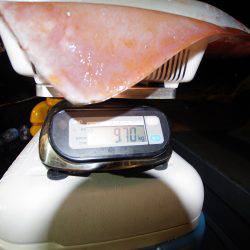 オーシャンズ　京都 釣果