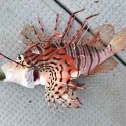 BlueOcean(ブルーオーシャン) 釣果