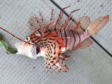 BlueOcean(ブルーオーシャン) 釣果